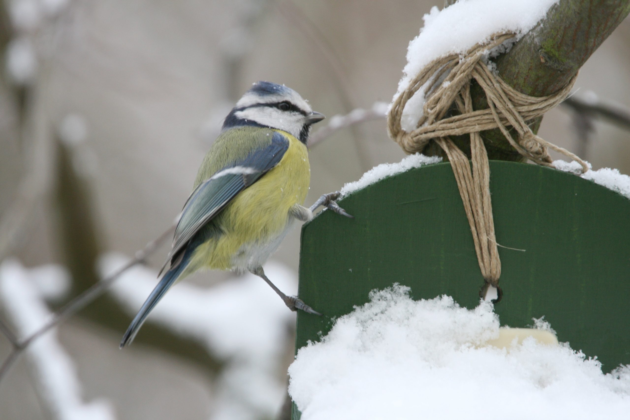 Who is the guest in the garden today?